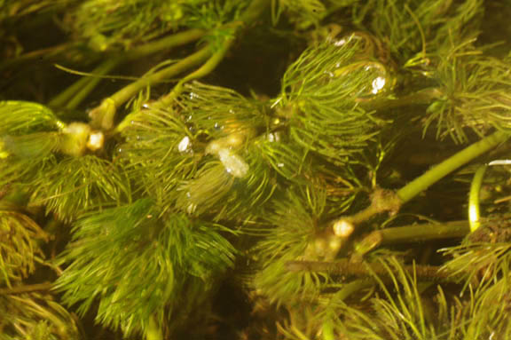 Ranunculus aquatilis v. capillaceous